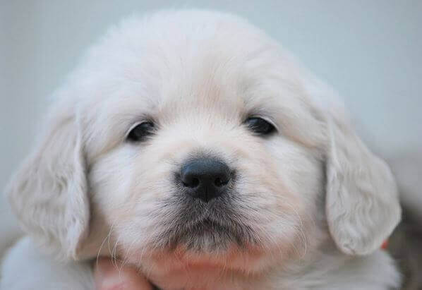 White Golden Retriever Puppies Golden Puppies For Sale